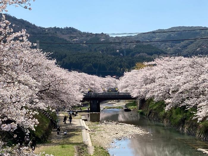 2025年の厚狭川桜並木