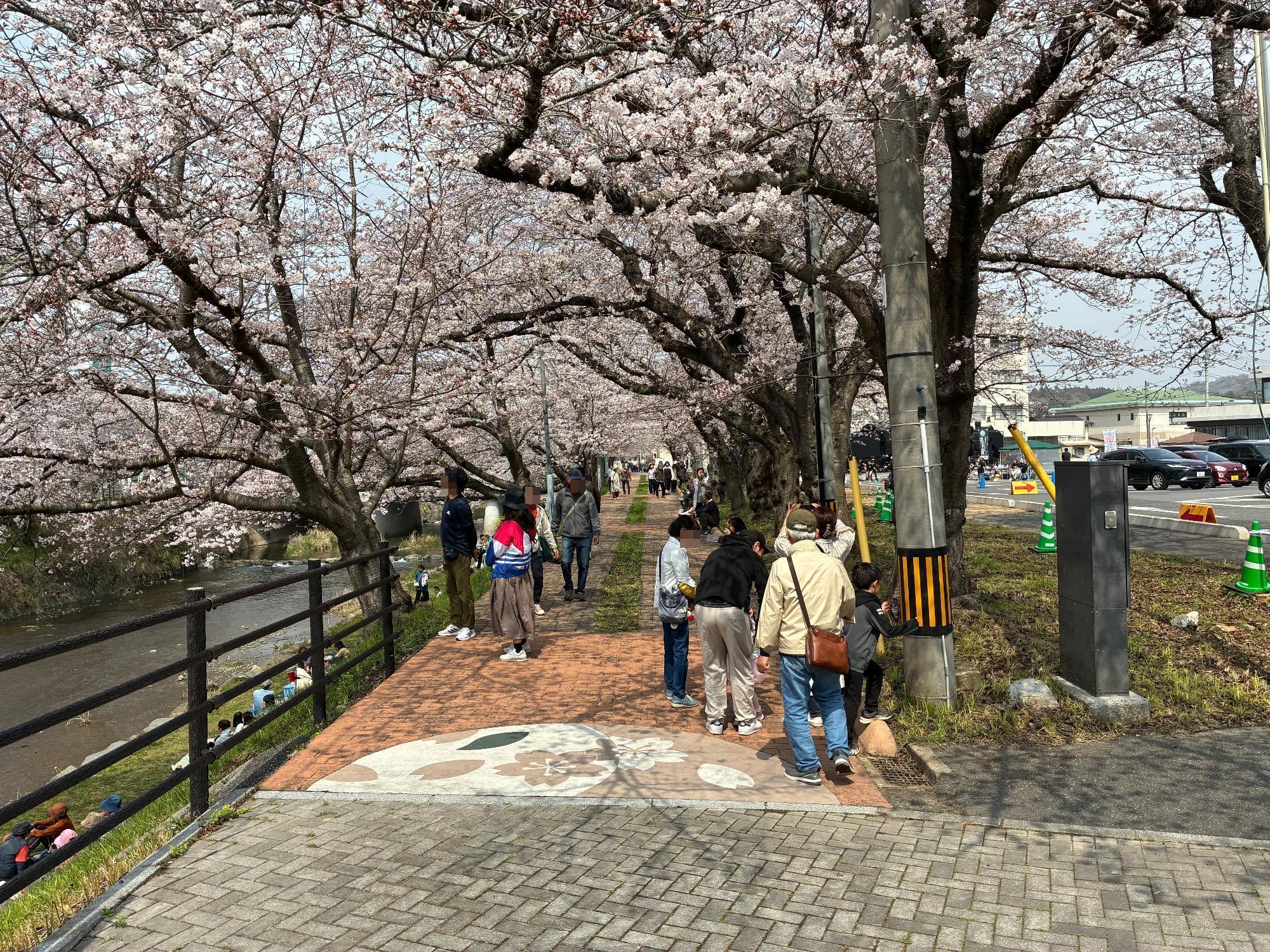 桜並木歩道整備前1