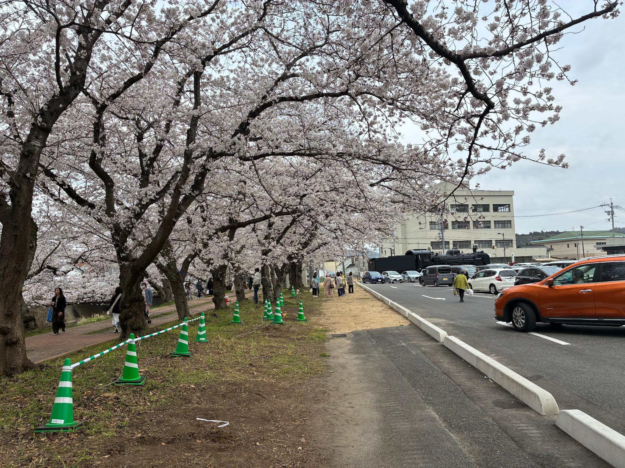 厚狭川桜並木歩道 整備前2（昼）（令和8年4月時点）