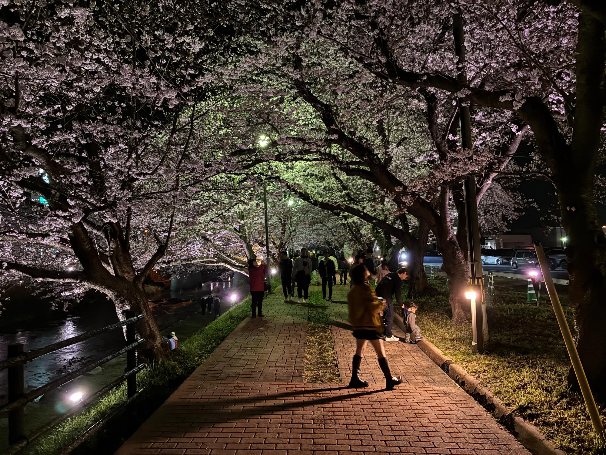 厚狭川桜並木歩道 整備前1（夜）（令和8年4月時点）