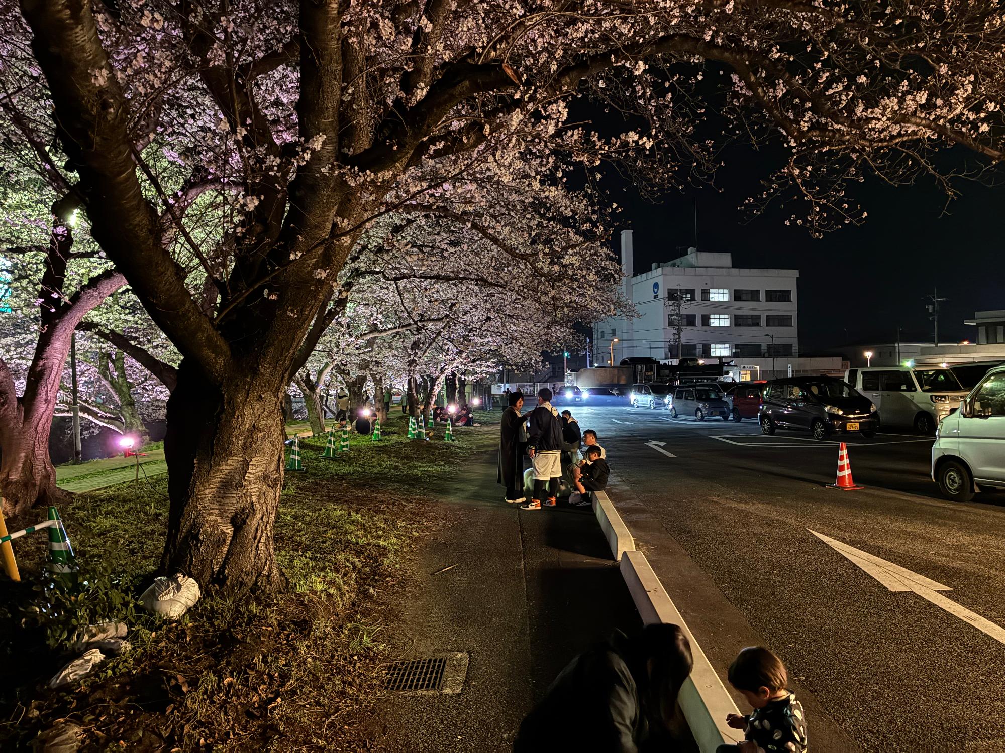 桜並木歩道整備前4