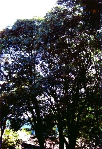 大きな綾木八幡宮のナタオレノキが葉を広げている写真