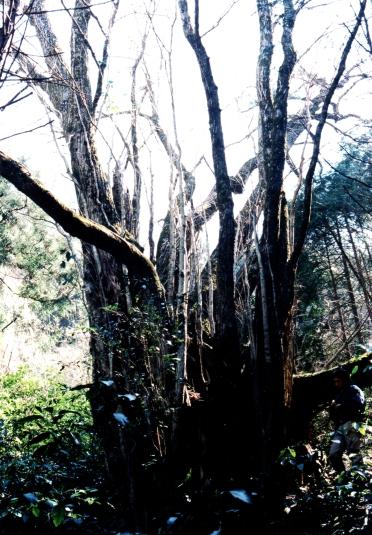 大きな幹から枝が何本にも分かれており葉はつけていない桂坂のカツラの写真