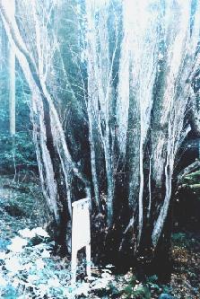 一つの株から数本の幹が出ている桂木山のカツラの写真