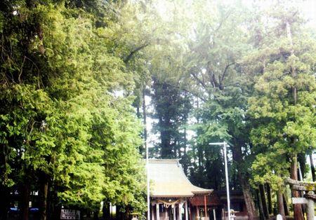 神厳島神社の境内の周りを覆っている巨樹群の写真