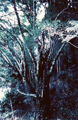 大きな幹から枝がいくつにもわかれている四之瀬のイロハモミジの写真
