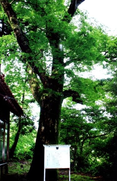 青々とした葉をつけた須賀社のケヤキの写真