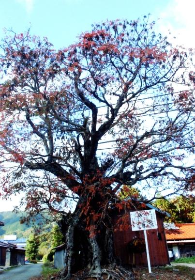 いっぱいに枝を広げ赤く紅葉している銭屋ハゼの木の写真
