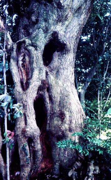 木の幹に穴が空いたスダジイの写真