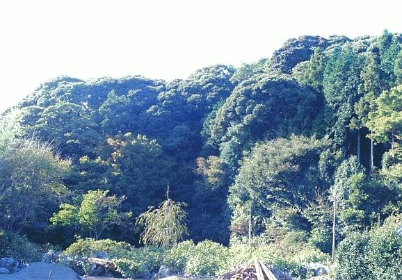 青々とした南原寺の照葉樹林の写真