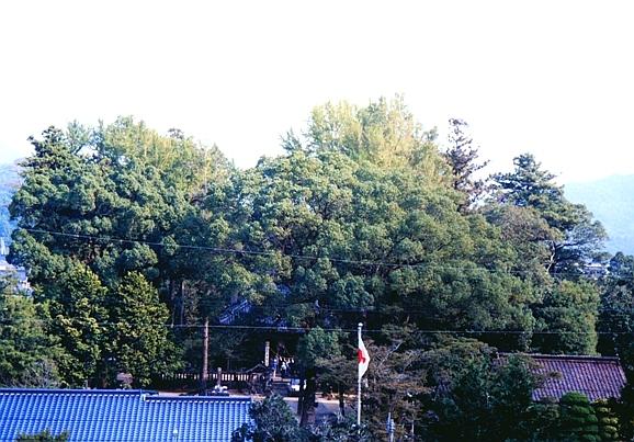 大きな木々に周りを覆われた八幡磨能峰宮の社叢の写真