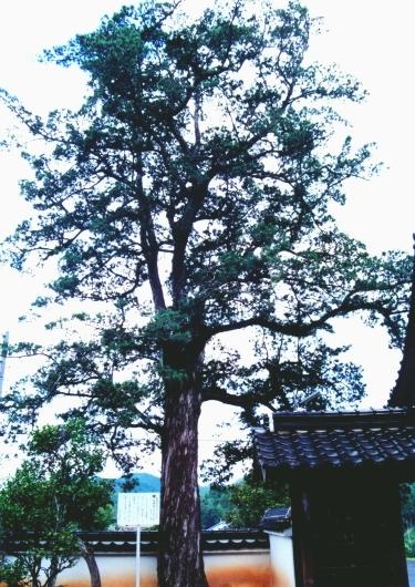 明林寺境内にある高く伸びているイヌマキの写真