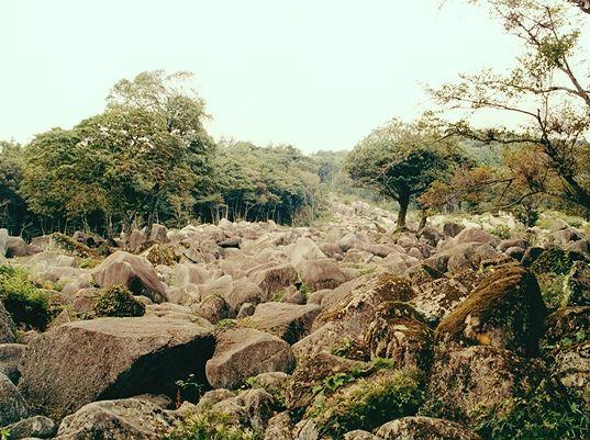 茶色の枝をつけた樹木と周辺にゴロゴロとした岩が集まっている写真