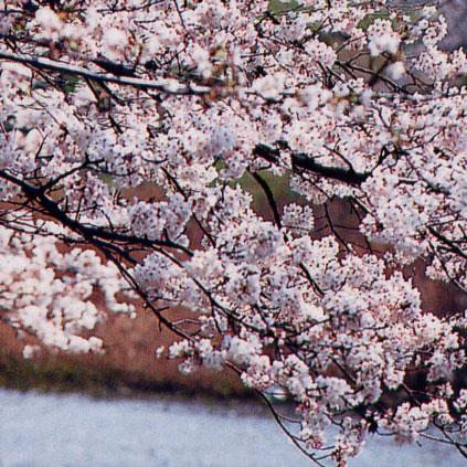 ピンクの花を満開に咲かせた「桜」の枝の写真
