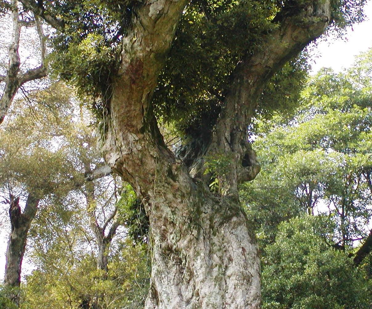 太い幹が2つに分かれ緑の葉をつけた「カシ」の写真